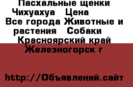 Пасхальные щенки Чихуахуа › Цена ­ 400 - Все города Животные и растения » Собаки   . Красноярский край,Железногорск г.